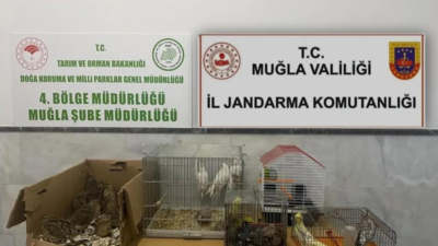 Menteşe Yerkesik Mahallesi'nde kaçak ırk hayvan üretimi ve satışı yapan