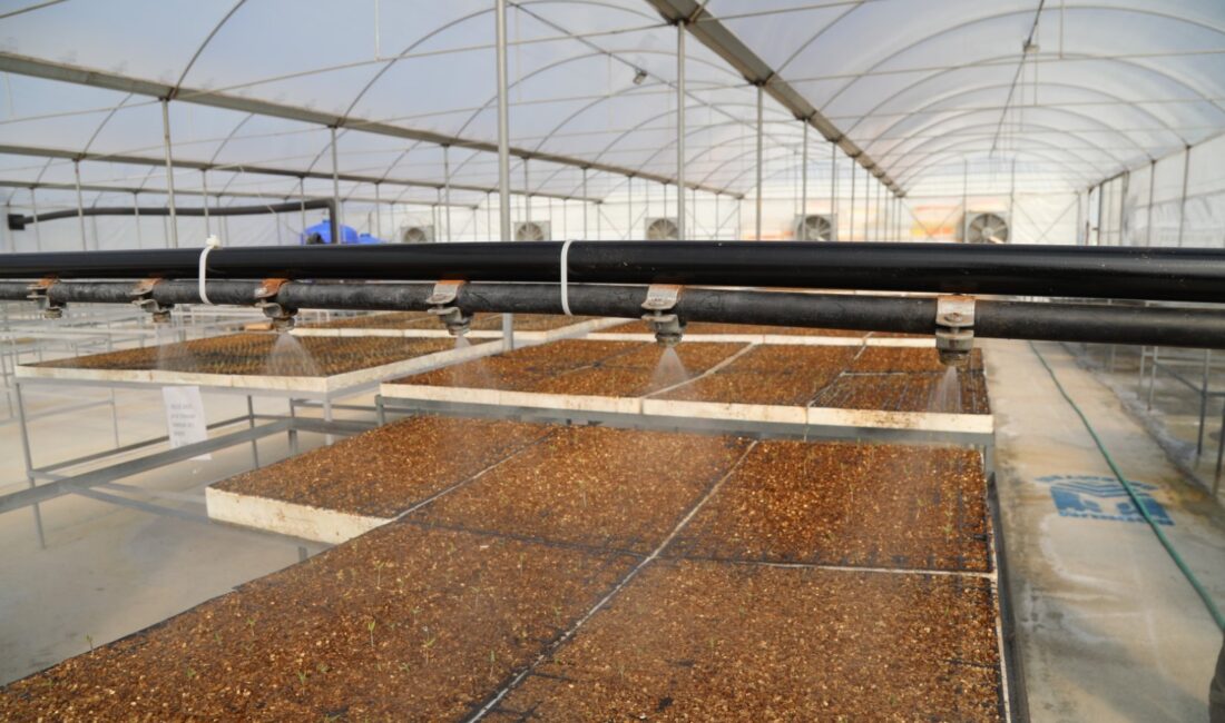 Bodrum Belediyesi, "üreten belediyecilik" anlayışı çerçevesinde Bahçeyaka Fide Üretim Serasında