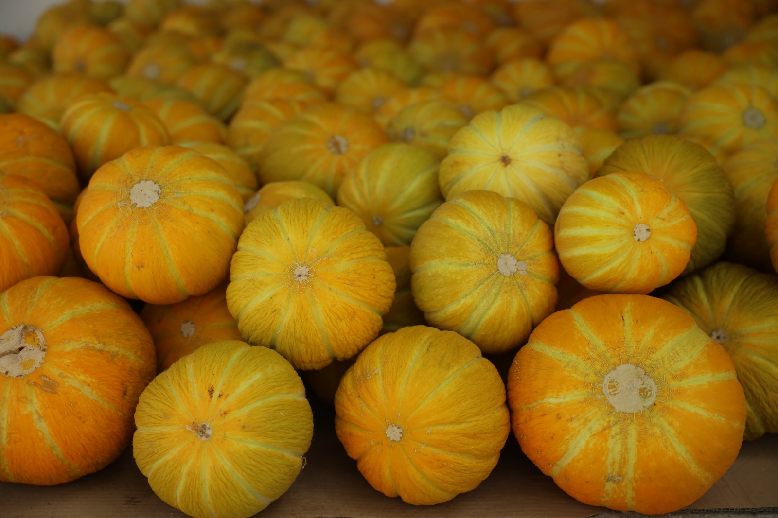 Muğla İl Tarım ve Orman Müdürlüğü Bitkisel Üretim ve Bitki